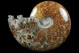Polished, Agatized Ammonite (Cleoniceras) - Madagascar #97376-1